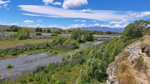 Ahuriri River Lookout からアフリリリバーの中州に群生しているルピナスの花を見晴らす。