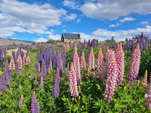 良き羊飼いの教会の西側からルピナスの花を撮影