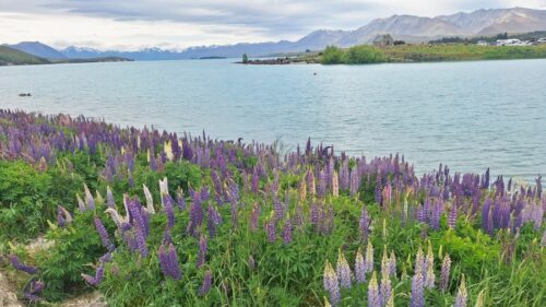 テカポの町側で水路脇のルピナスの花