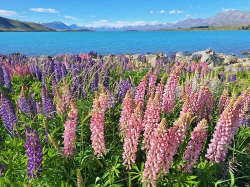 バンダリー犬の銅像の北側のルピナスの花をテカポ湖を背景に撮影