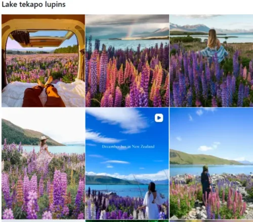 Lake Tekapo Lupins でインスタグラムを検索した結果画像