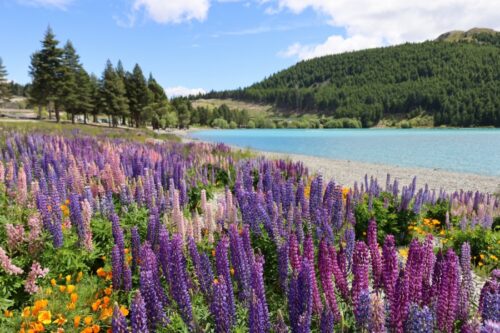 テカポのホリデーパーク方面への遊歩道沿いのルピナスの花