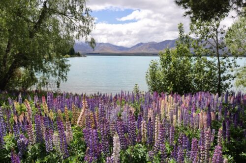 Tekapo Springs 手前の遊歩道沿い、湖岸のルピナスの花