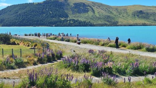 良き羊飼いの教会の北側のルピナスの花を撮影に来ている観光客