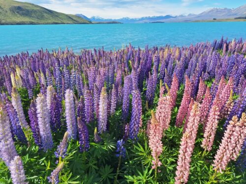 テカポの町側の北、湖岸沿いのルピナスの花