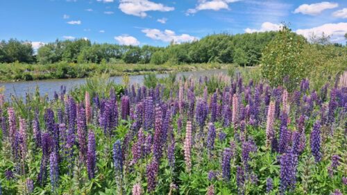 トゥワイゼル・リバー沿いに咲いているルピナスの花