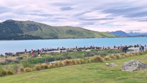良き羊飼いの教会の西側のルピナスの花を撮影している観光客