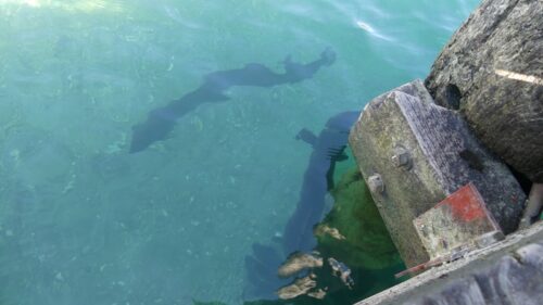 ワナカ湖畔の桟橋の下に集まるNZの巨大ウナギ