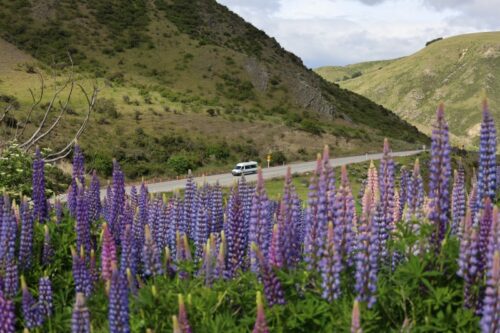 リンディス峠前後の国道8号線道路わきはルピナスの花がずーっと咲いているのが見られる。