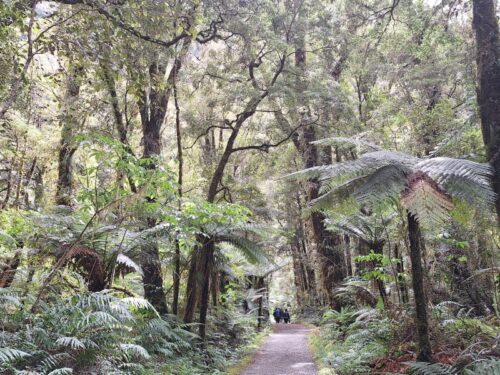 NZ原生のブナやMiro,Rimuなどの高木とシダの木が生い茂る森の中のトラック