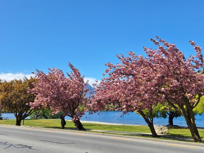 2024年10月15日クイーンズタウンワカティプ湖畔の桜