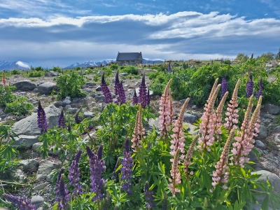 2024年11月4日テカポの良き羊飼いの教会のルピナスは咲き始め