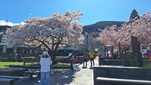 2025年10月1日クイーンズタウンVillage Greenの桜