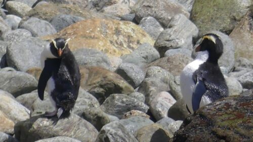 2024年11月11日ミルフォードサンドの遊覧クルーズ船上から望遠で撮ったフィヨルドランド・クレステッド・ペンギン