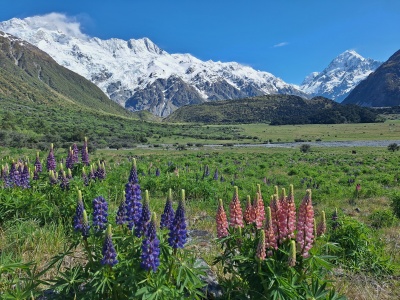 2024年11月22日マウントクックのケアポイントへのトラック脇にもルピナスが咲いている