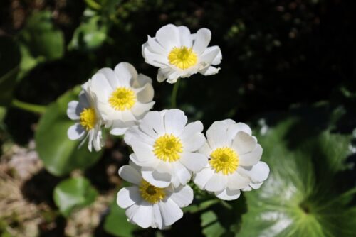 2024年11月29日フッカーバレートラック脇に咲いていたマウントクックリリーの花