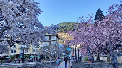 2023年9月15日クイーンズタウンVillage Greenの桜