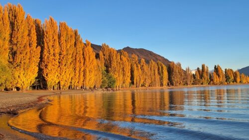 ワナカ湖畔のポプラ並木の黄葉2026年4月15日