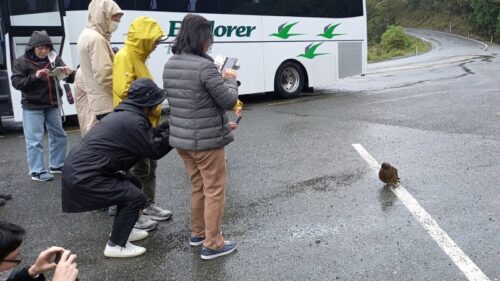 ケアに遭遇するチャンスのあるミルフォードサウンドへの道のり途中のカメラストップのモンキークリーク