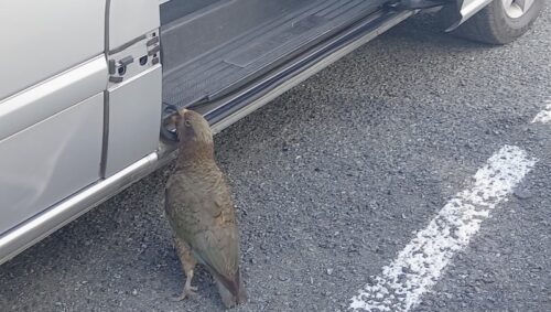 ケアが開けっ放しになっている扉の前で車の中を覗き込んでいる。