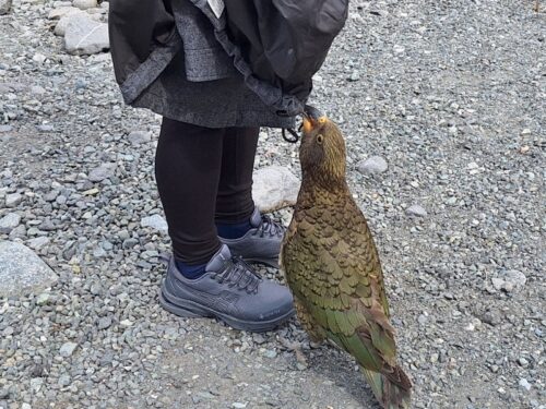 ケアに興味を持たれたカバンを足元までやって来てかじられている。