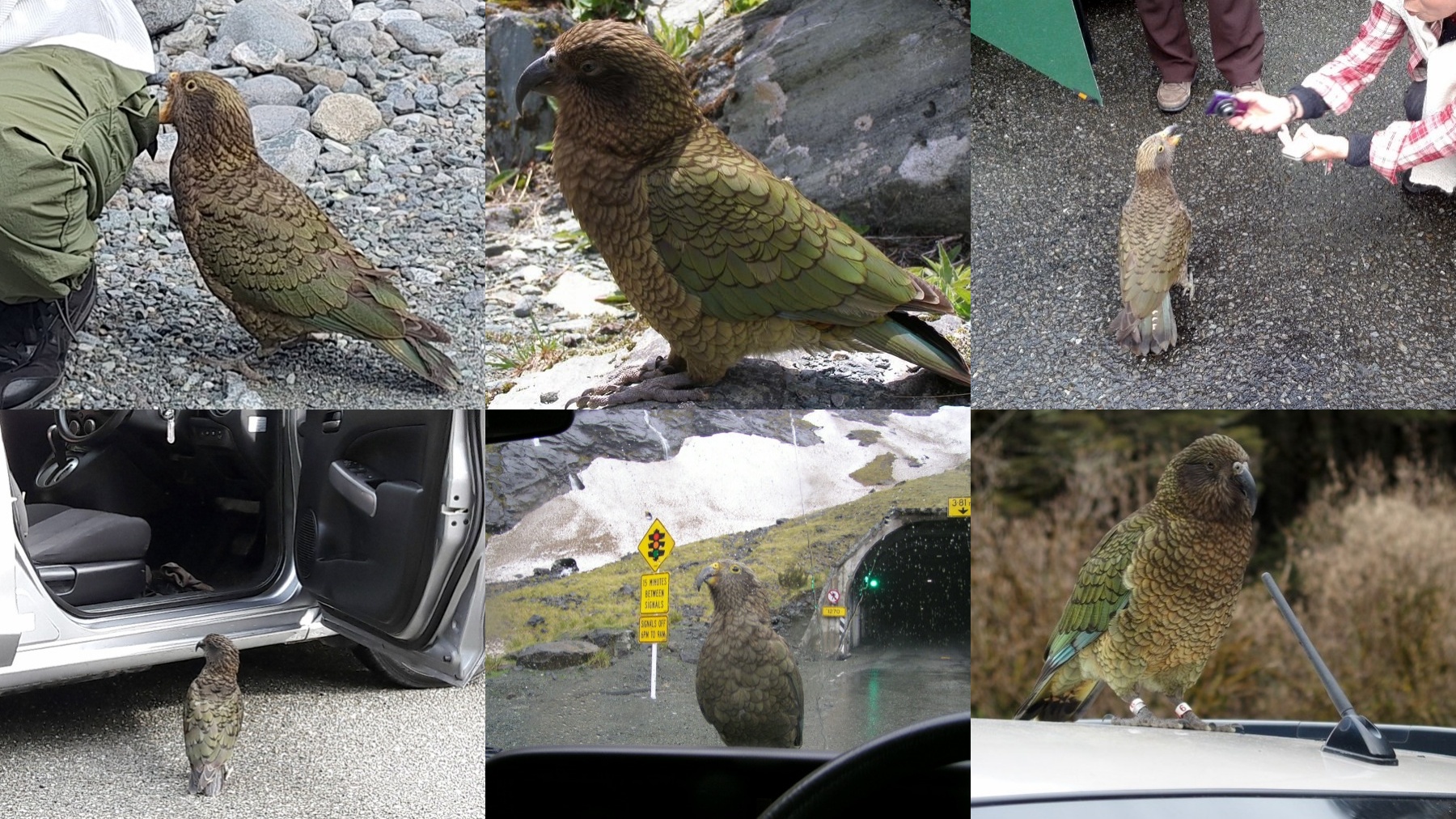 ケア Kea Bird