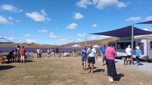 マウントクック、プカキ湖近郊のラベンダーファーム