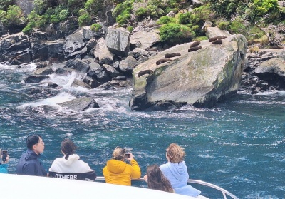 ミルフォードサウンド遊覧クルーズ、シールロックでの野生のオットセイ 