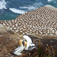 ムリワイ・ビーチ・ガネットコロニー