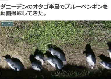 ダニーデンのオタゴ半島でブルーペンギンを動画撮影してきた。ブログ