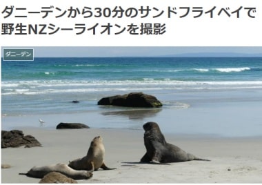ダニーデンから30分のサンドフライベイで野生NZシーライオンを撮影ブログ