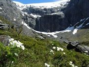 ホーマートンネル周辺のマウントクックリリー