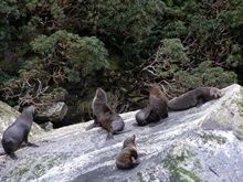 ミルフォードサウンド　オットセイ