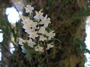 イースターオーキッド　ミルフォードサウンド3月