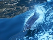 ミルフォードサウンド遊覧クルーズでのイルカ