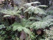 キャズムのシダの木