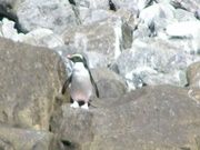 フィヨルドランドクレステッドペンギン