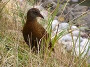 ウェカ　ミルフォードサウンド