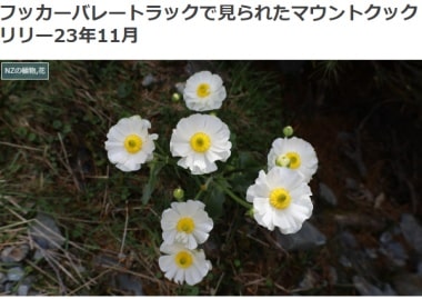 フッカーバレートラックで見られたマウントクックリリー23年11月ブログ