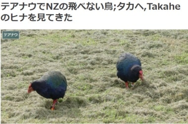 テアナウでNZの飛べない鳥;タカヘ,Takaheのヒナを見てきたブログ