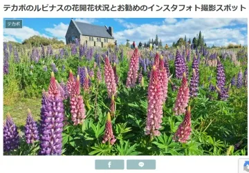 テカポのルピナスの花開花状況とお勧めのインスタフォト撮影スポット