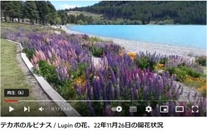 ルピナスの花が良き羊飼いの教会周辺とテカポの町周辺で見られた2022年11月26日ユーチューブビデオ