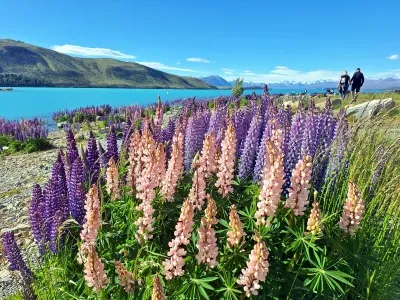 テカポ湖畔のルピナスの花