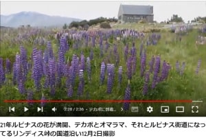 21年ルピナスの花が満開、テカポとオマラマ、それとリンディス峠の国道沿い12月2日撮影ユーチューブビデオ