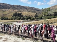 カードローナ・ブラ・フェンス