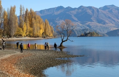 ワナカ湖畔ポプラ並木とワナカツリーの黄葉