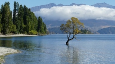 ワナカ湖畔のワナカツリー