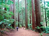 ファカレワレワ・レッドウッド・フォレスト