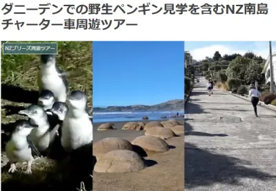 ダニーデンでの野生ペンギン見学を含むNZ南島チャーター車周遊ツアー
