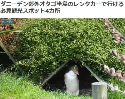 ダニーデン郊外オタゴ半島のレンタカーで行ける必見観光スポット4カ所